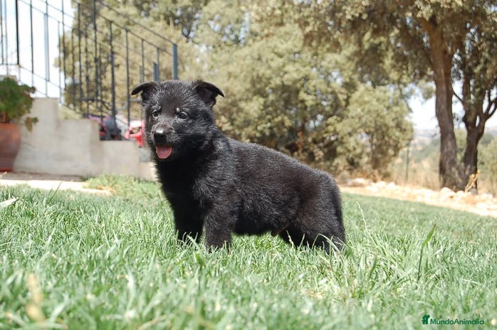 Pastor Alemán perros en Toledo - Anuncio 7