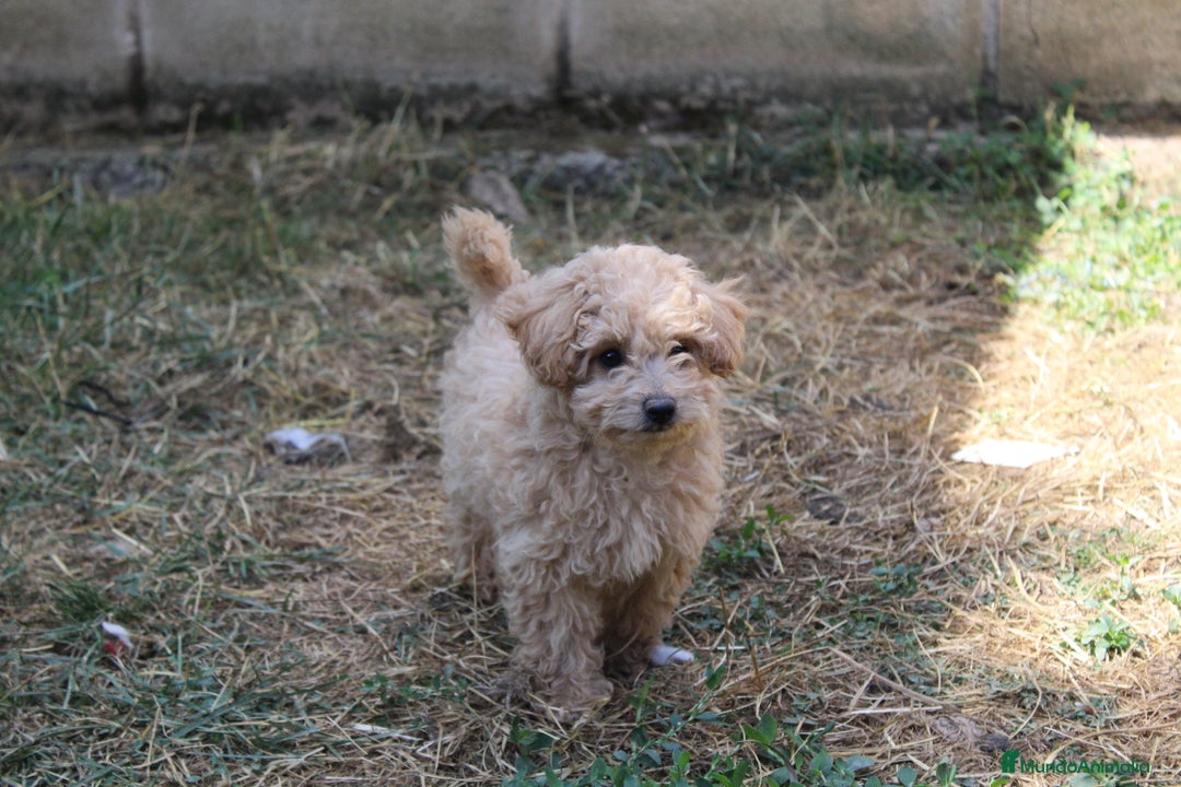 Caniche Enano perros en venta: Caniche enana  - Imagen 3