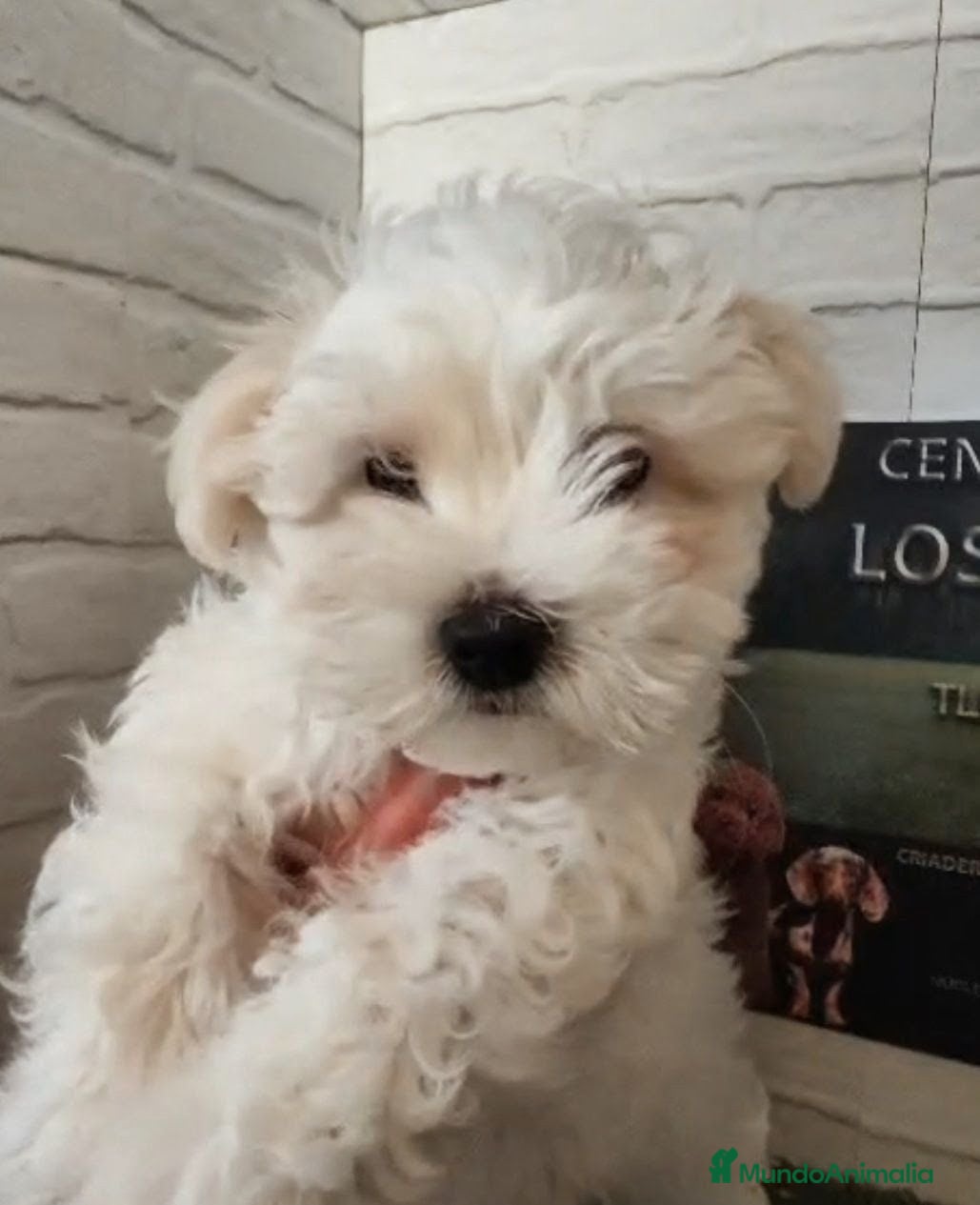 Bichón Maltés perros Bichón maltes  - Anuncio 2