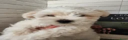 Bichón Maltés perros en venta: Bichón maltes  - Anuncio 1