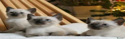 Siamés gatos en venta: Siames en Barcelona - Anuncio 2