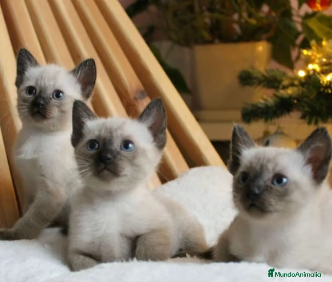 Siamés gatos en venta: Siames en Barcelona - Anuncio 2