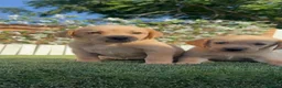 Labrador Retriever perros en venta: LABRADOR RETRIEVER  - Anuncio 7