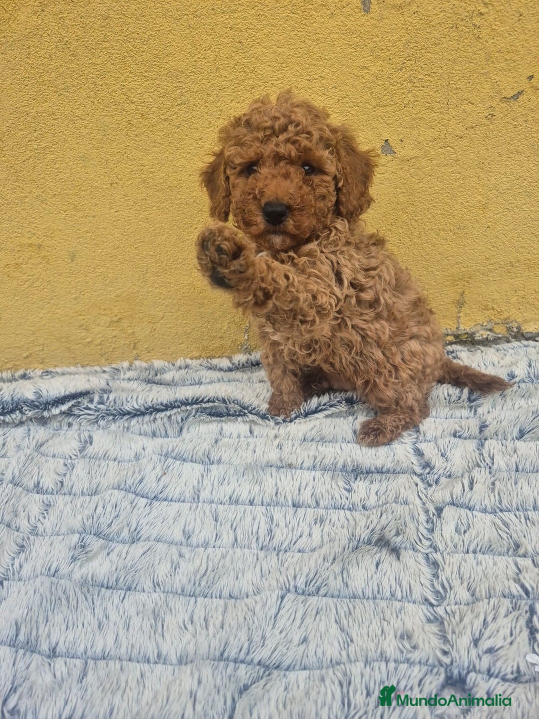 Caniche Toy perros en venta: Caniche toys disponible  - Anuncio 4