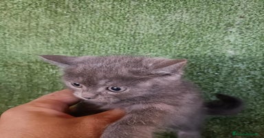Británico de Pelo Corto gatos - Anuncio 13
