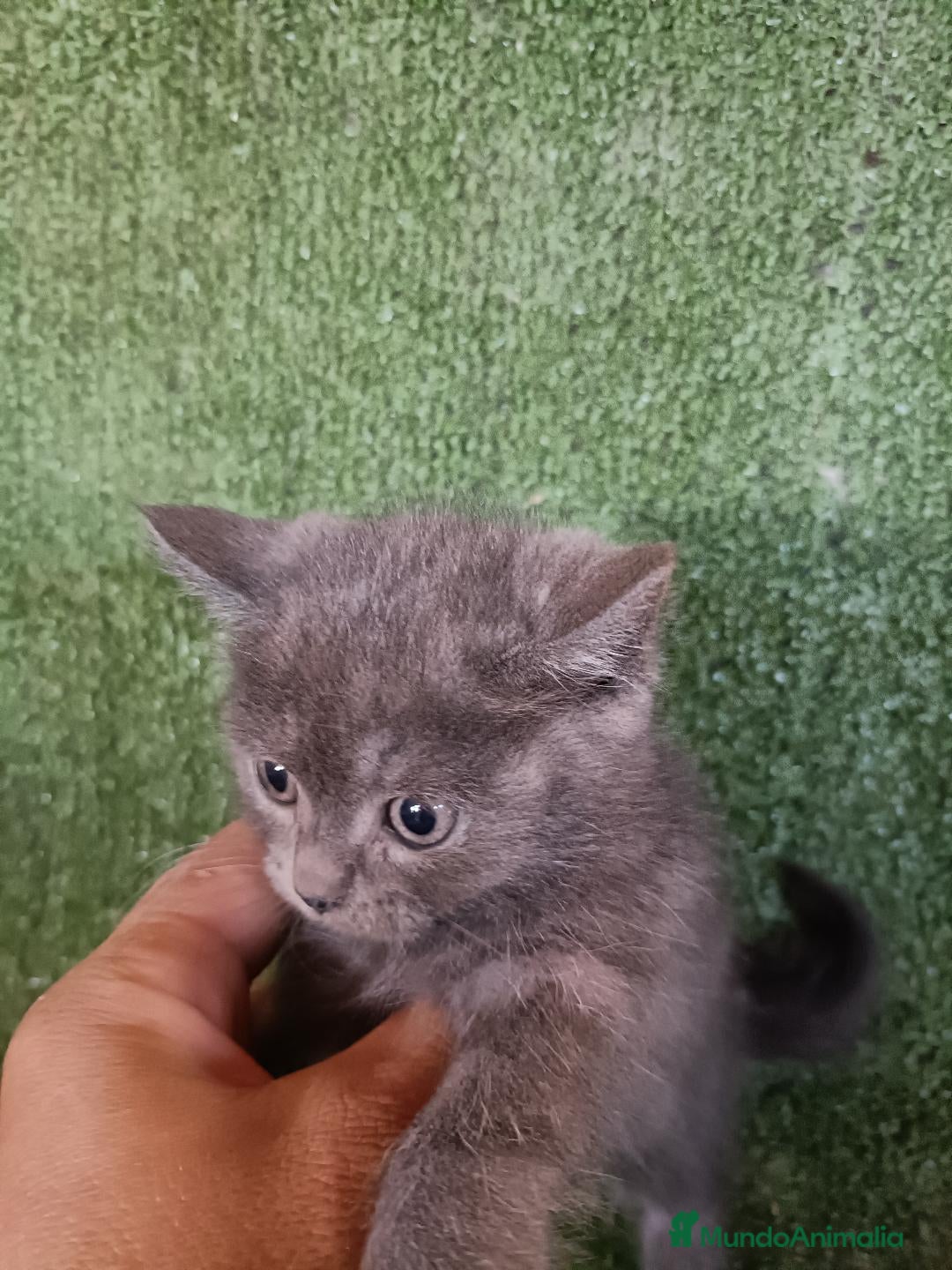 Británico de Pelo Corto gatos en venta: Excelente camada de British - Imagen 2