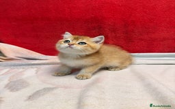 Británico de Pelo Corto gatos en venta: Monísimos British Golden  - Imagen 4