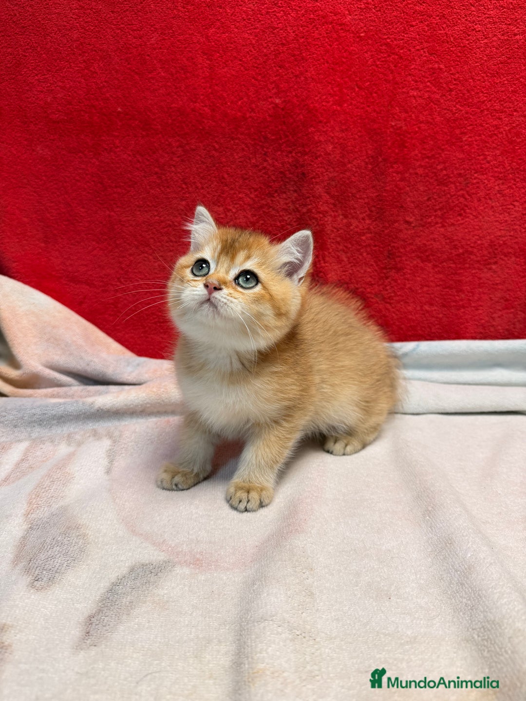 Británico de Pelo Corto gatos en venta: Monísimos British Golden  - Imagen 4