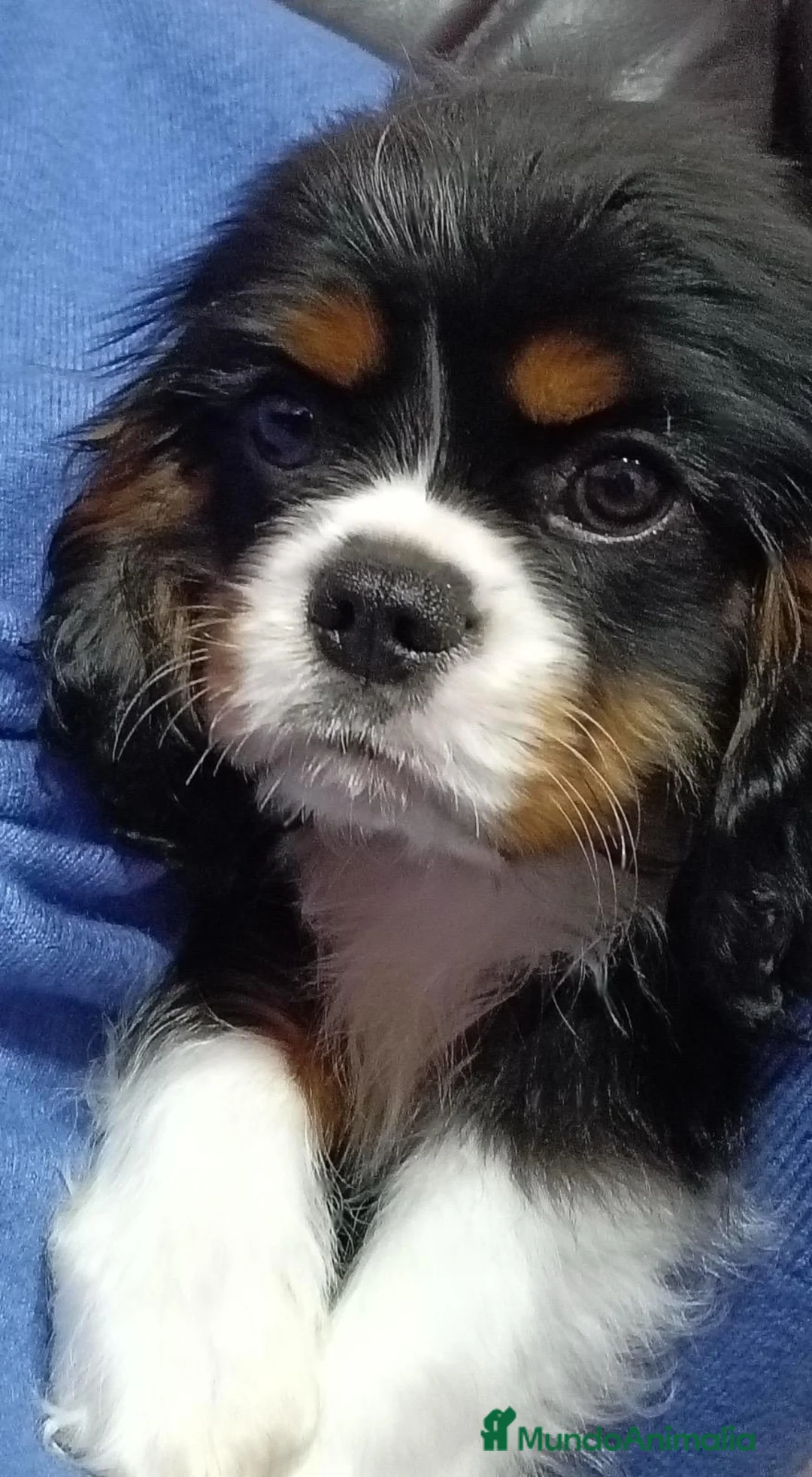 Cavalier King Charles Spaniel perros en venta: Cavalier macho tricolor  - Anuncio 3