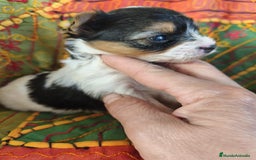 Biewer Yorkshire Terrier a la Pom Pon perros en venta: Yorkshire biewer - Imagen 4