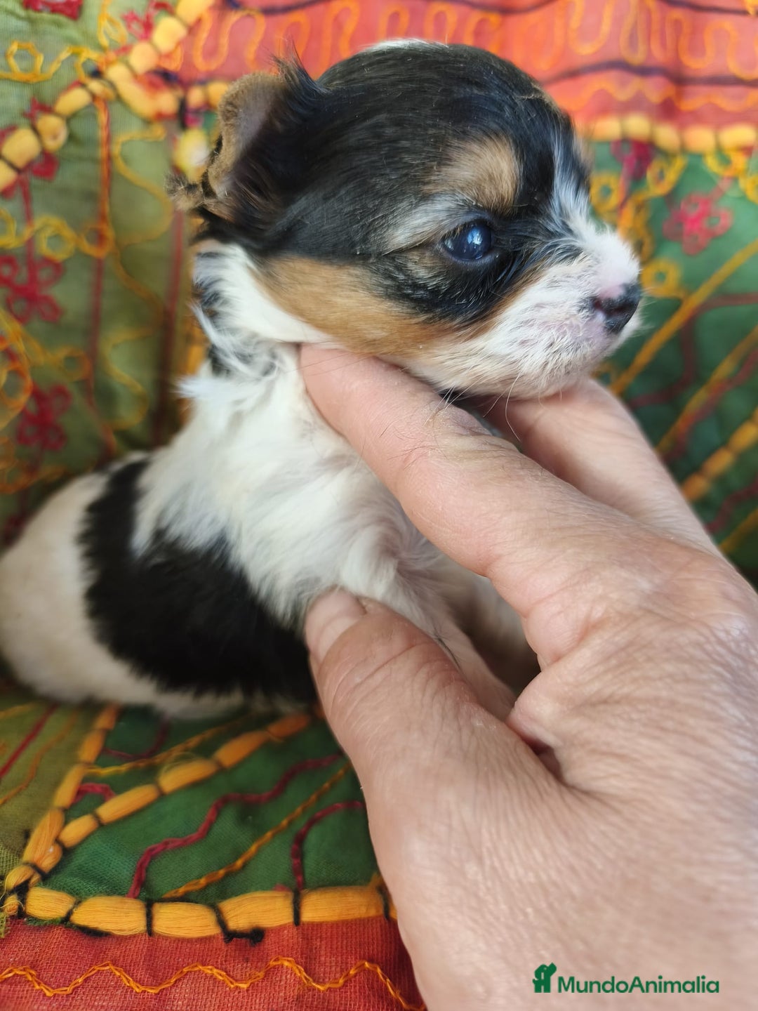 Biewer Yorkshire Terrier a la Pom Pon perros en venta: Yorkshire biewer - Imagen 4