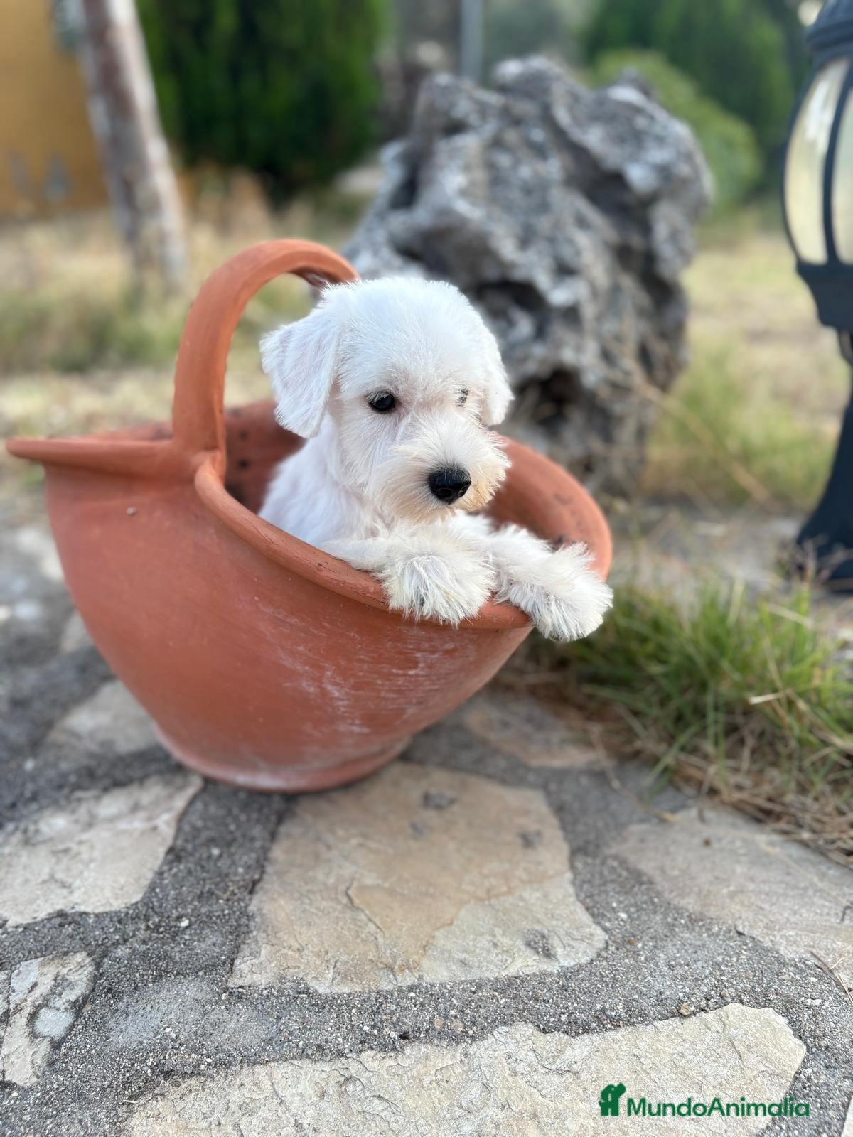Schnauzer Miniatura perros Schnauzer blanco macho!!! - Anuncio 2