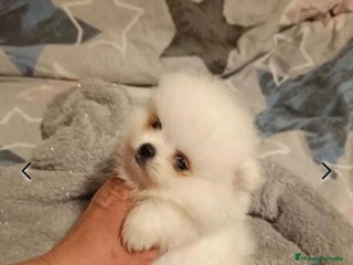 Pomerania perros en Madrid - Anuncio 8