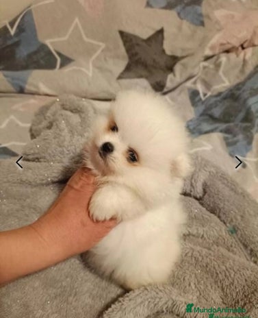 Pomerania perros en Madrid - Anuncio 1