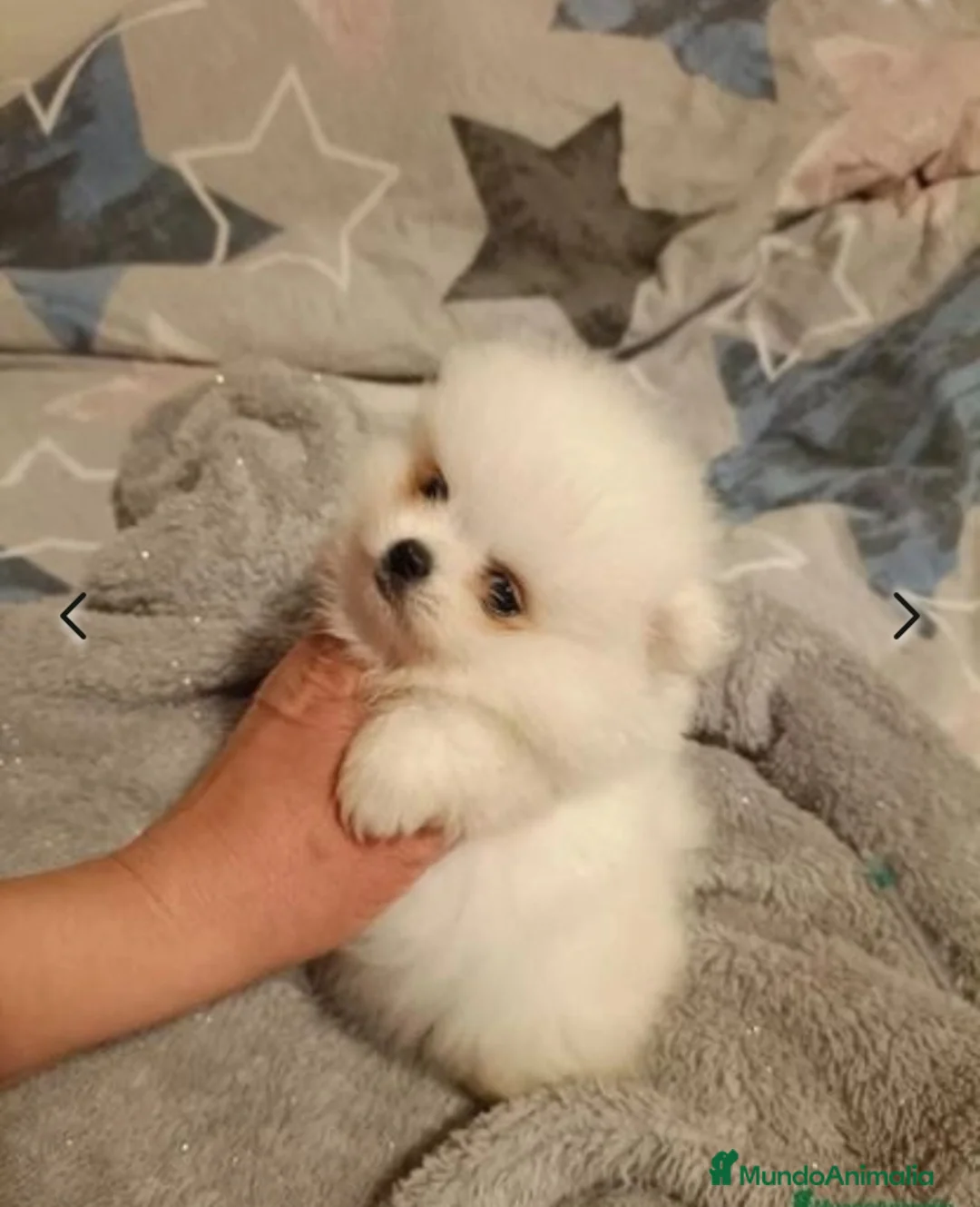 Pomerania perros en venta: POMERANEAS TOYS GRAN CALIDAD  en Madrid - Anuncio 1