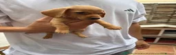 Teckel perros en venta: Cachorritos Teckel muy pequeños  - Anuncio 6