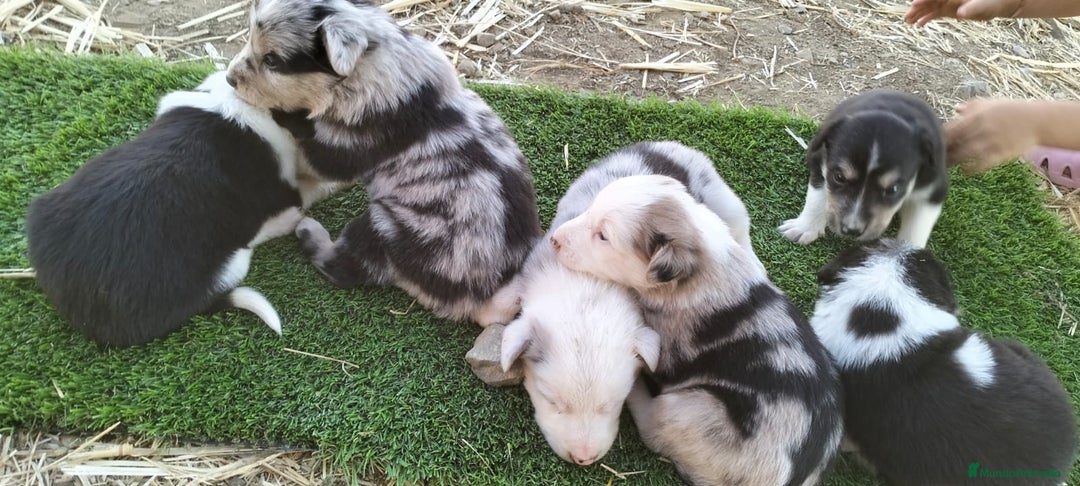 Border Collie perros en venta: Bordes collie - Imagen 13