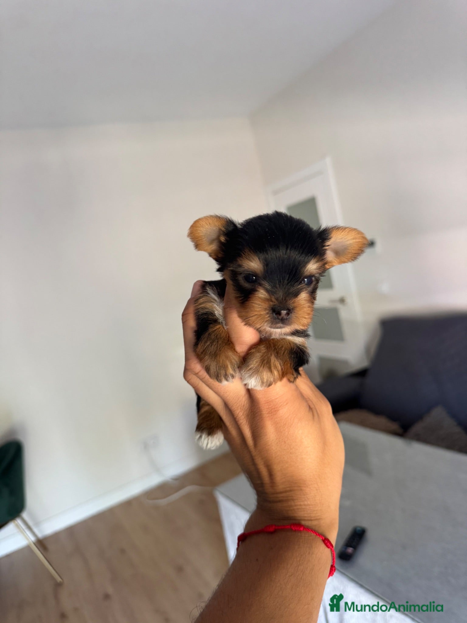 Yorkshire Terrier perros yorkshire  - Anuncio 1