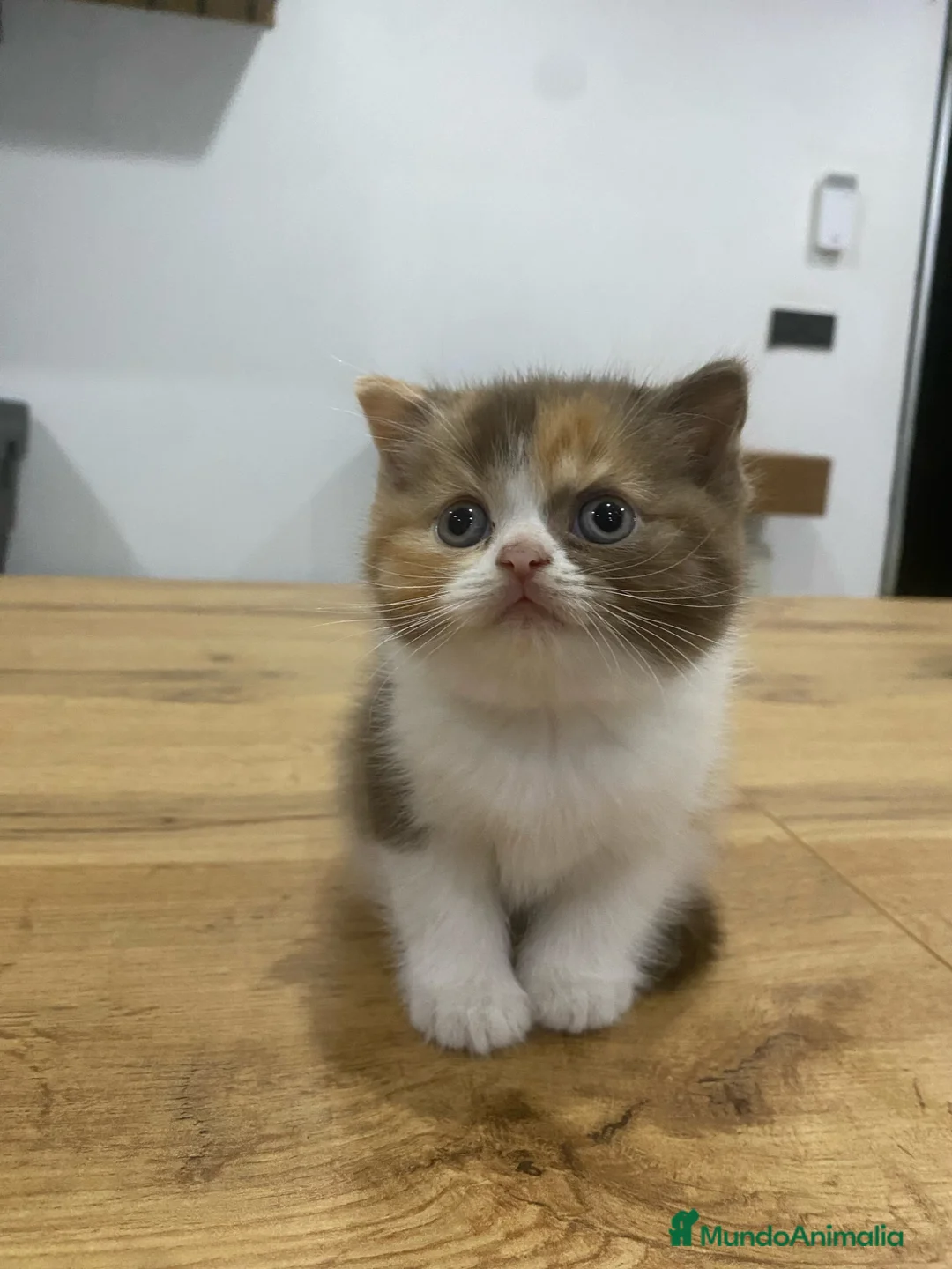 Británico de Pelo Corto gatos en venta: British Shorthair - Anuncio 2