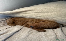 Caniche Toy perros en venta: 4 preciosos caniches toy rojos  - Imagen 5