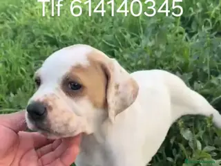 Pointer perros Pointer de calidad - Anuncio 1