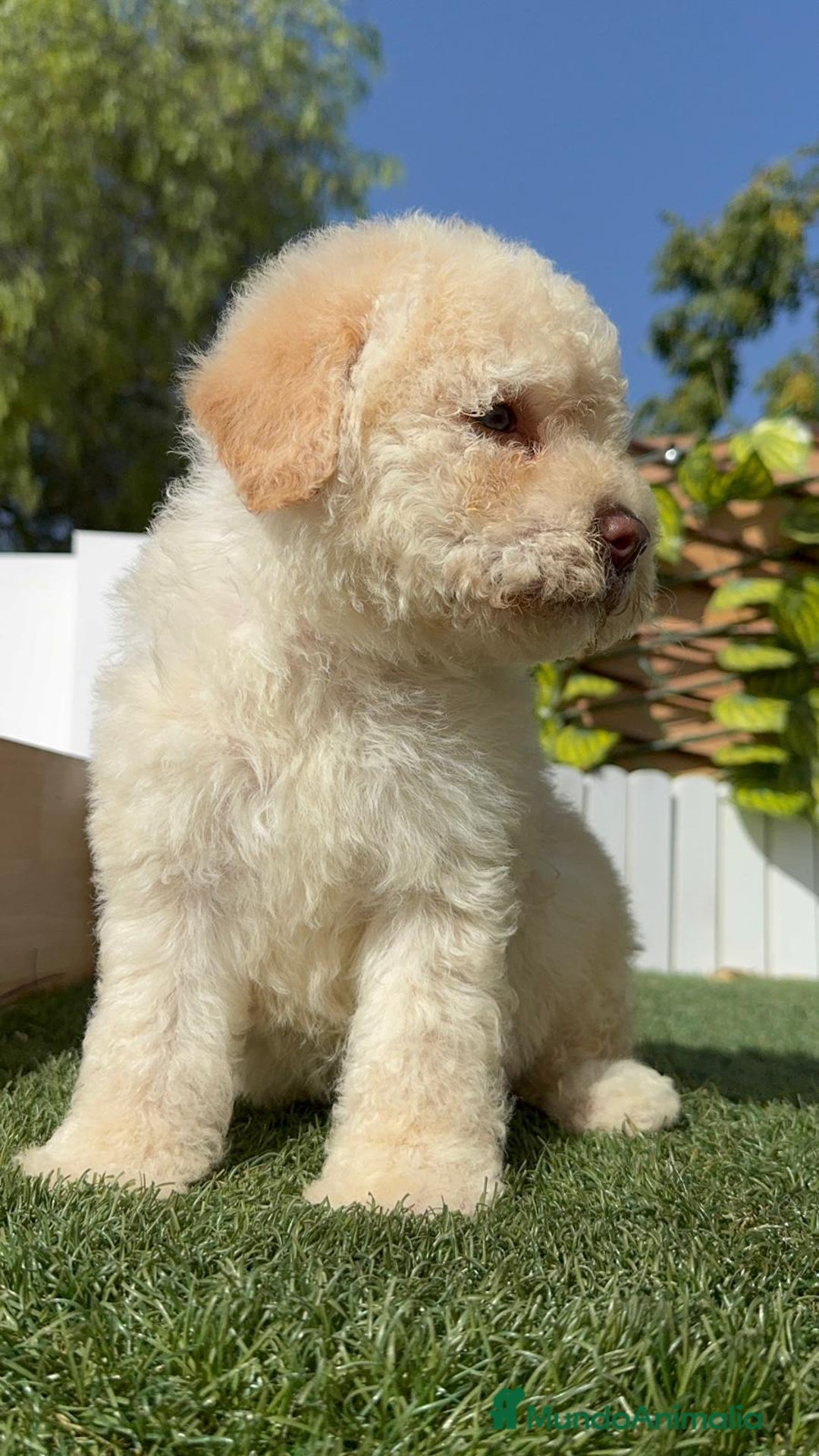 Perro de Agua Español perros en venta: PERRO DE AGUA ESPAÑOL HEMBRA - Imagen 8