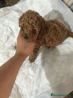 Caniche Toy perros en Madrid - Anuncio 8