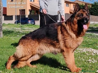 Pastor Alemán perros - Anuncio 4