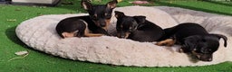 Pinscher Miniatura perros en venta: Mini pinscher negro fuego  - Anuncio 1