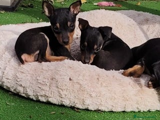 Pinscher Miniatura perros - Anuncio 1