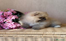 Pomerania perros en venta: Pomerania hembra sable disponible !! - Imagen 10