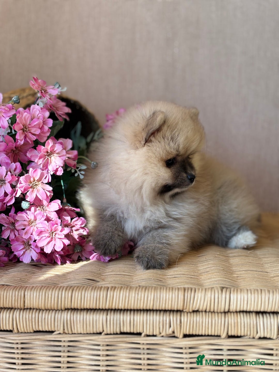Pomerania perros en venta: Pomerania hembra sable disponible !! - Imagen 10