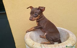 Pinscher Miniatura perros en venta: Mini Pincher colores exóticos  - Imagen 4