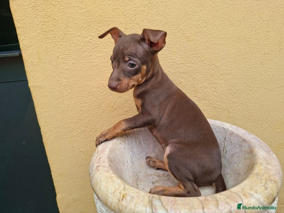 Pinscher Miniatura perros en venta: Mini Pincher colores exóticos  - Imagen 4