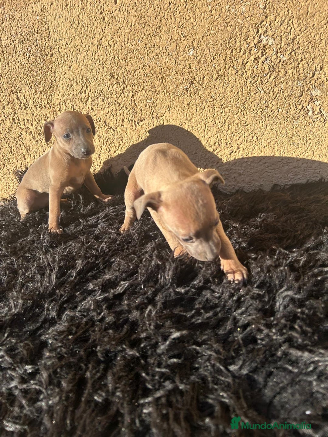 Pequeño Lebrel Italiano perros en venta: Piccolo lebrel italiano hembras - Anuncio 5