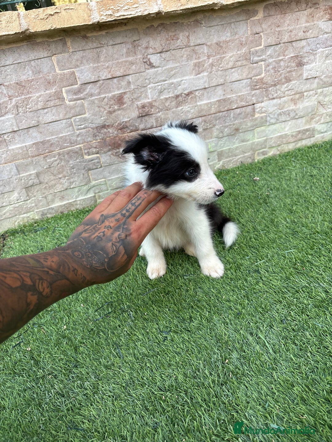 Border Collie perros en venta: Disponible macho Border collie - Imagen 2