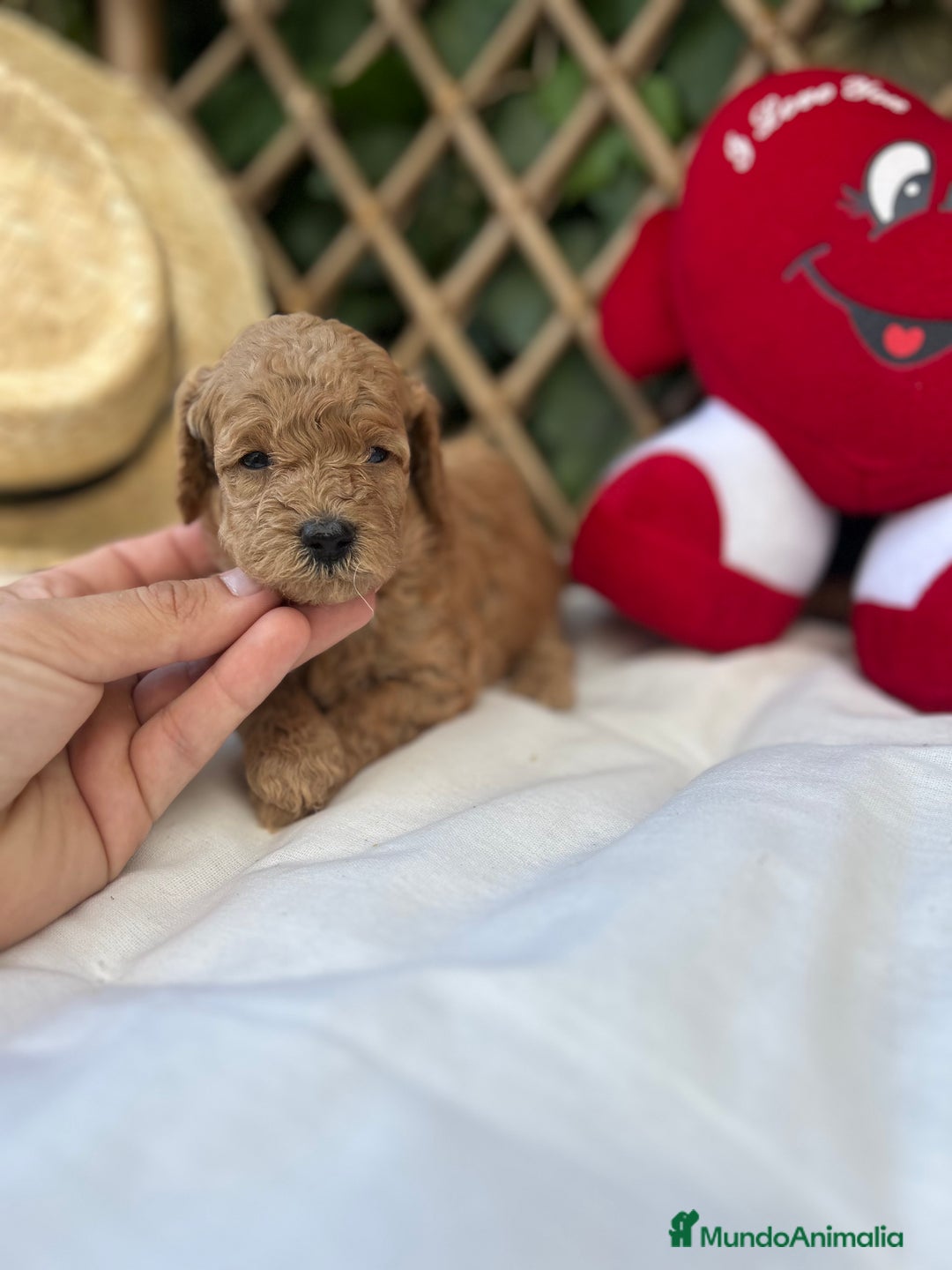 Raza Mixta perros en venta: caniche apricot  - Imagen 7