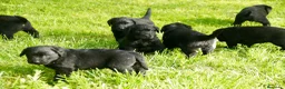 Labrador Retriever perros en venta: Cachorros de Labrador Retriever Negros - Anuncio 2