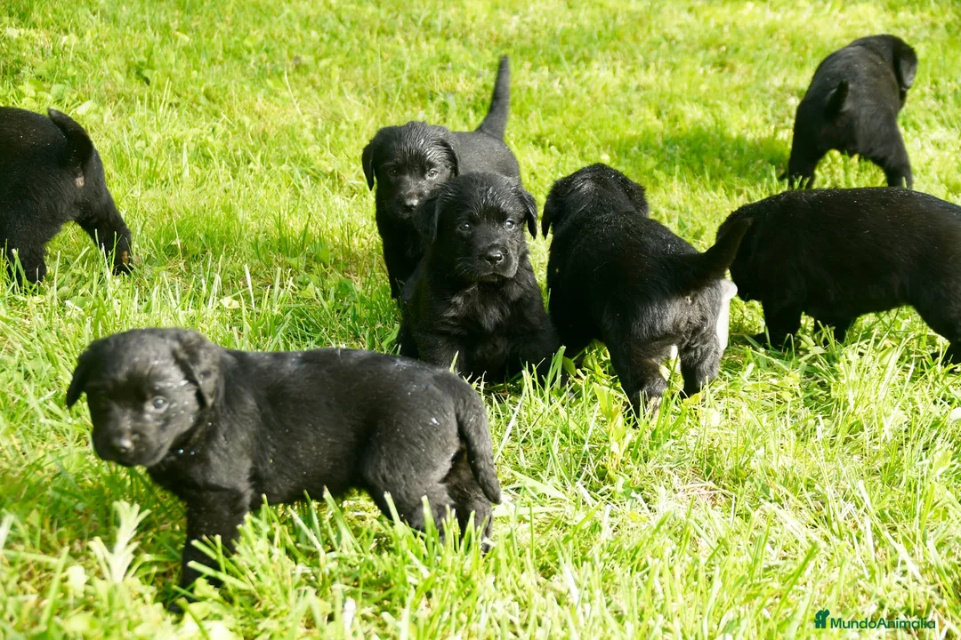 Labrador Retriever perros en venta: Cachorros de Labrador Retriever Negros - Anuncio 2