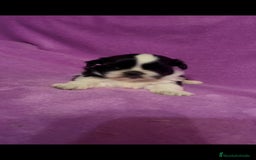 Shih Tzu perros en venta: Shih tzu mini - Imagen 5
