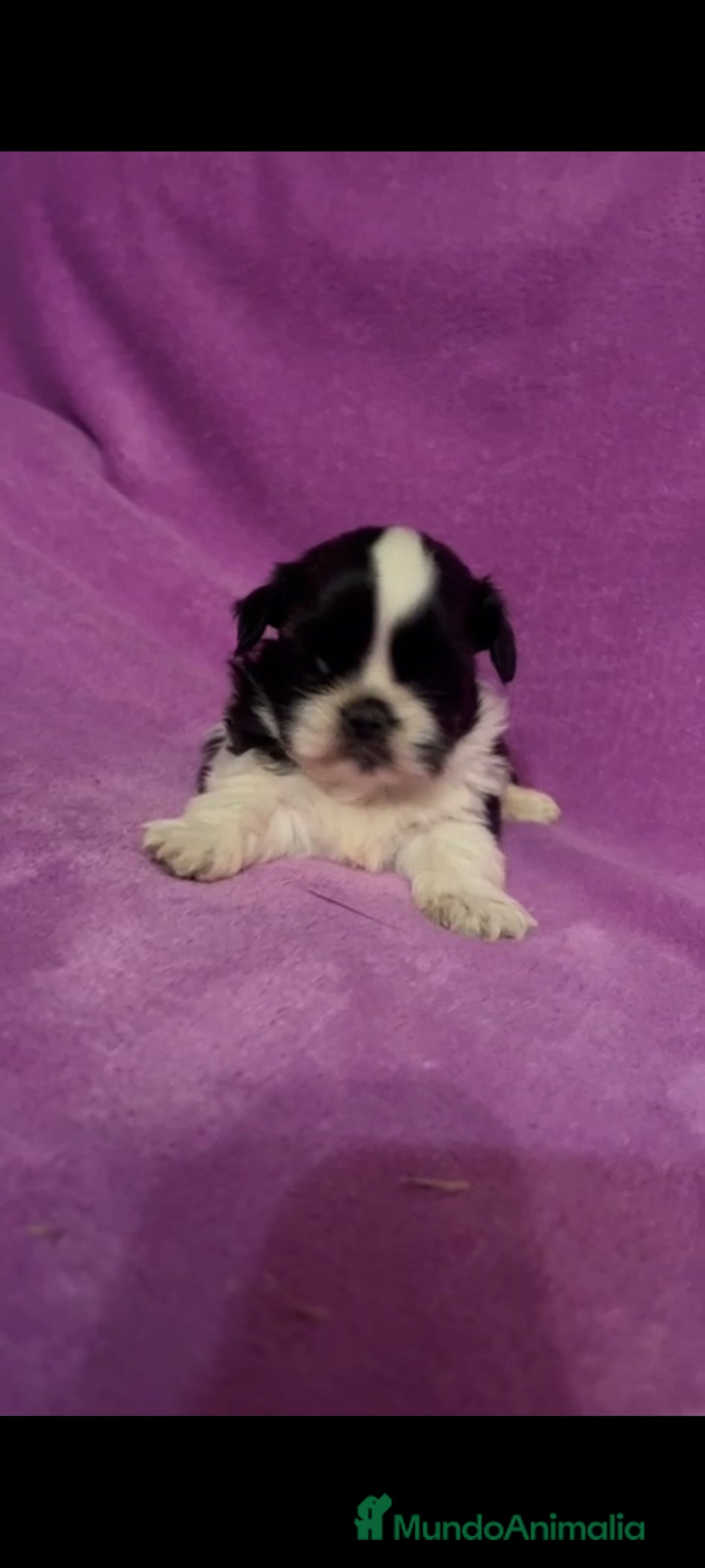 Shih Tzu perros en venta: Shih tzu mini - Imagen 5