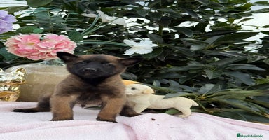 Pastor Belga Malinois perros Excelentes cachorros de pastor belga malinois - Anuncio 7