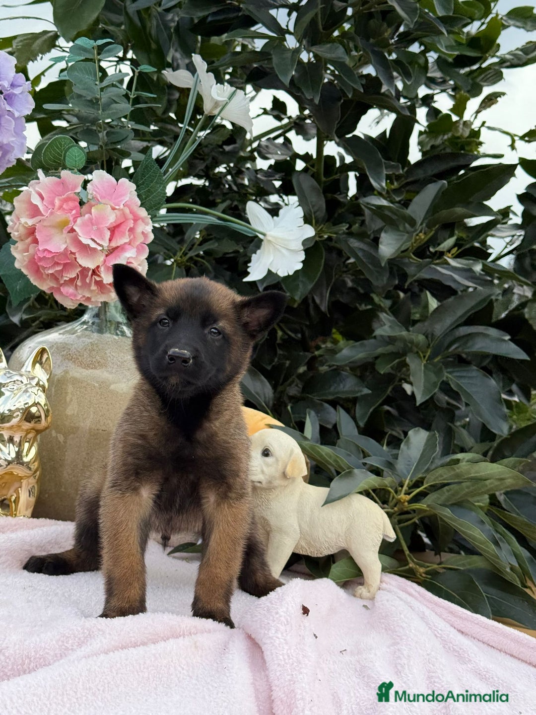 Pastor Belga Malinois perros en venta: Excelentes cachorros de pastor belga malinois - Anuncio 2