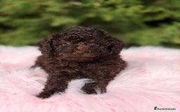 Maltipoo perros en venta: Maltipoo chocolate - Anuncio 5