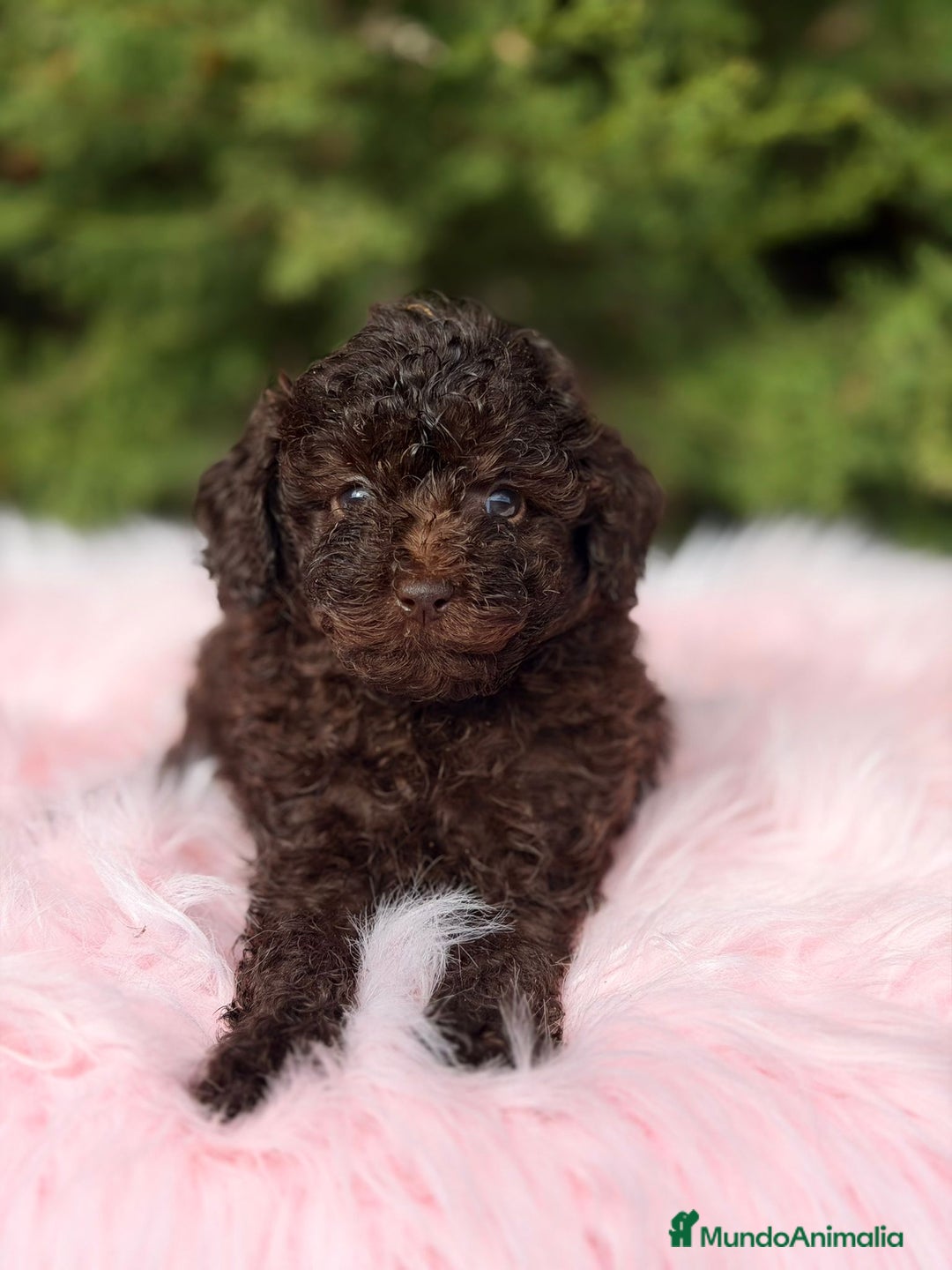 Maltipoo perros en venta: Maltipoo chocolate - Anuncio 5