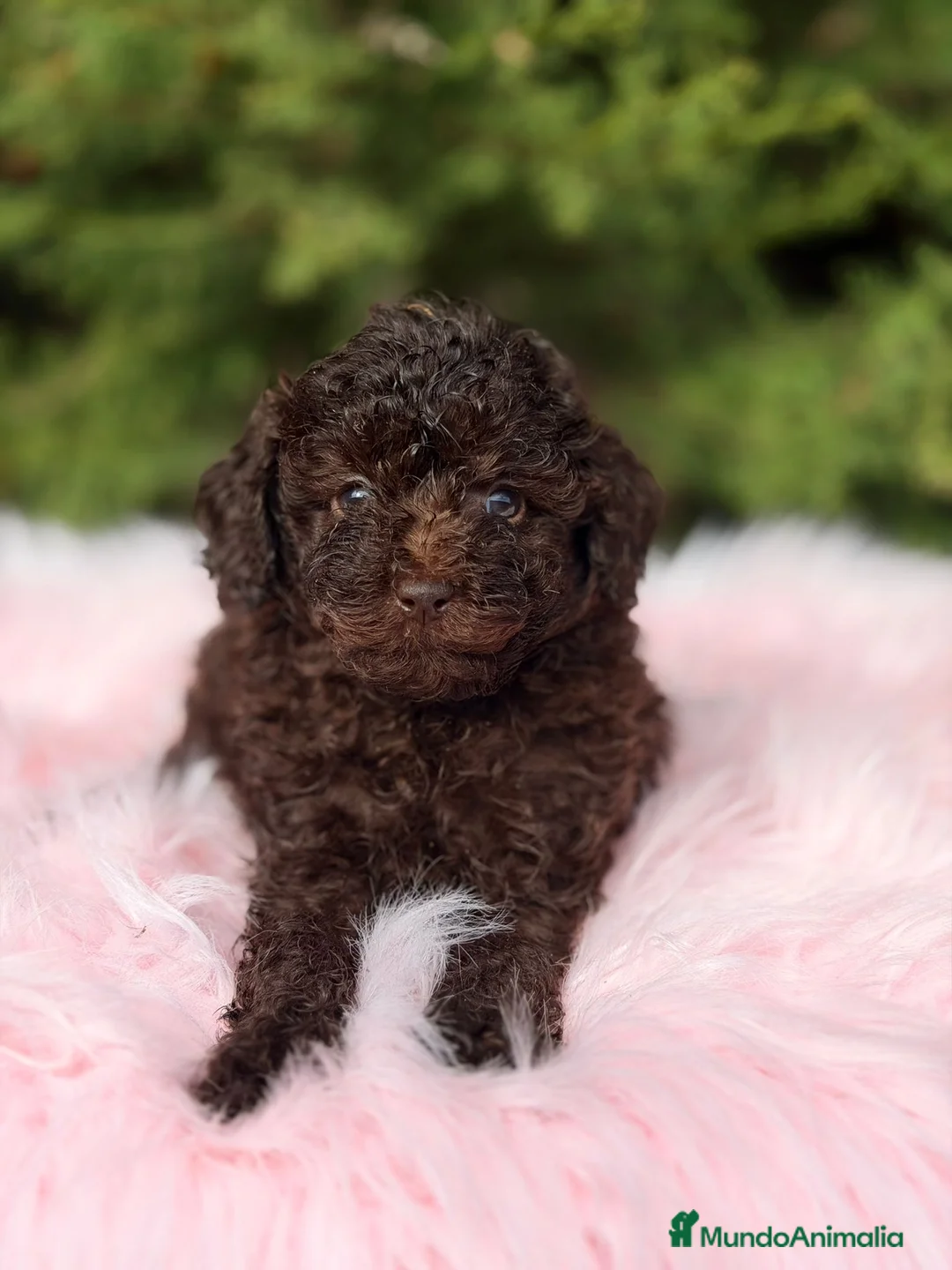 Maltipoo perros en venta: Maltipoo chocolate - Anuncio 5