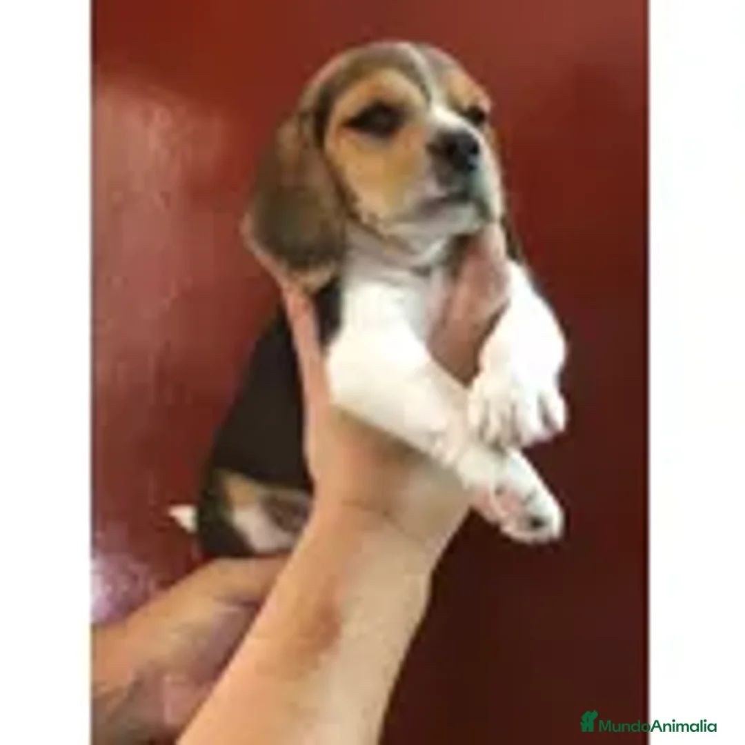 Beagle perros en venta: cachorrillos beagle preciosos !!! - Anuncio 3