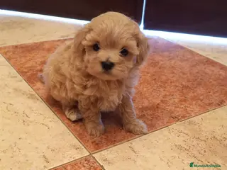 Maltipoo perros PRECIOSOS MALTIPOO Y CANICHE TOY - Anuncio 1