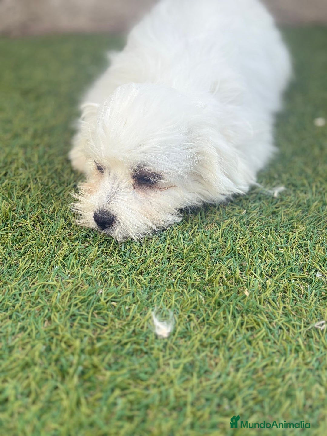 Bichón Maltés perros en venta: Bichon maltés toy - Imagen 7