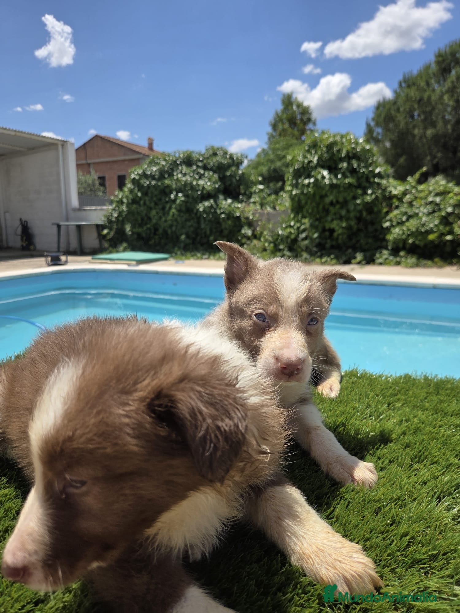 Border Collie perros en venta: Disponibles Border collies Chocolates y lilac - Anuncio 9